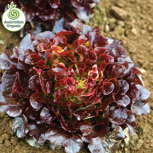 Certified Organic Lettuce - Fancy Red