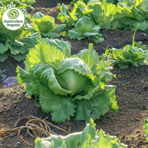 Certified Organic Lettuce - Iceberg