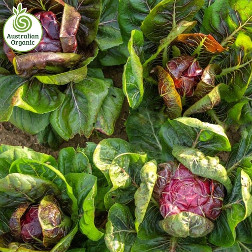 Certified Organic Lettuce - Radicchio