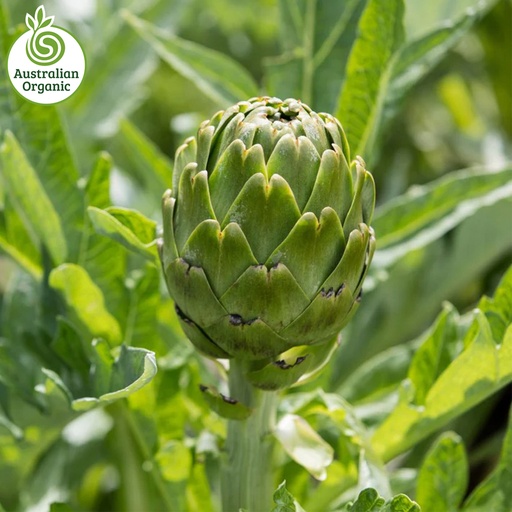 Certified Organic Artichoke - Globe