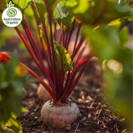 Certified Organic Beetroot - Red Loose Medium