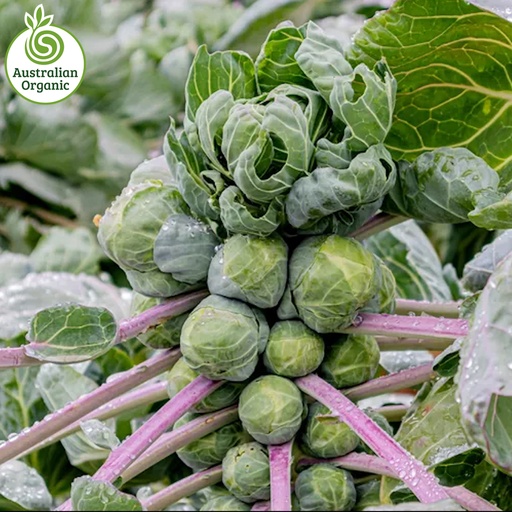 Certified Organic Brussel Sprouts
