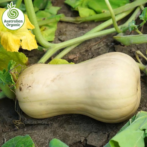Certified Organic Pumpkin - Butternut