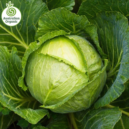 Certified Organic Cabbage - Green