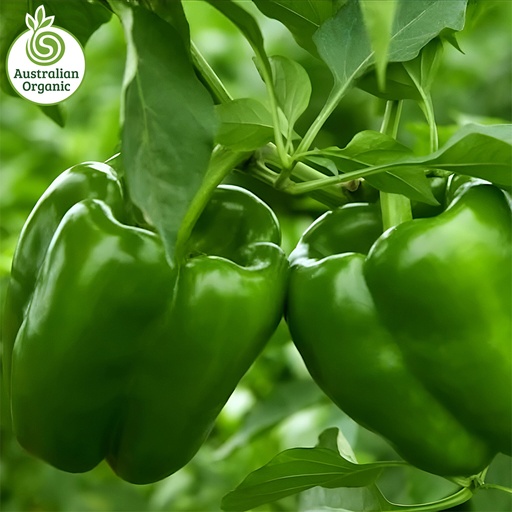Certified Organic Capsicum - Green
