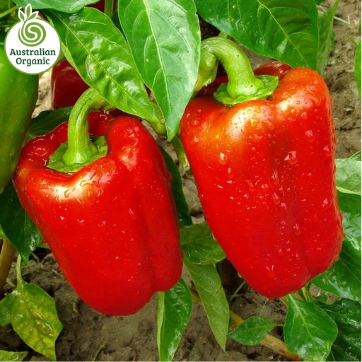 Certified Organic Capsicum - Red