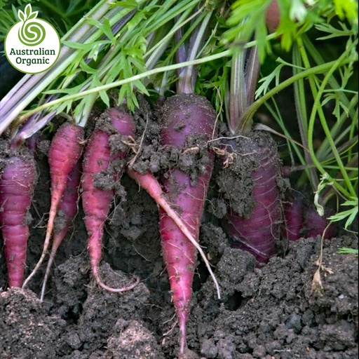Certified Organic Carrots - Purple