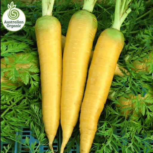 Certified Organic Carrots - Yellow