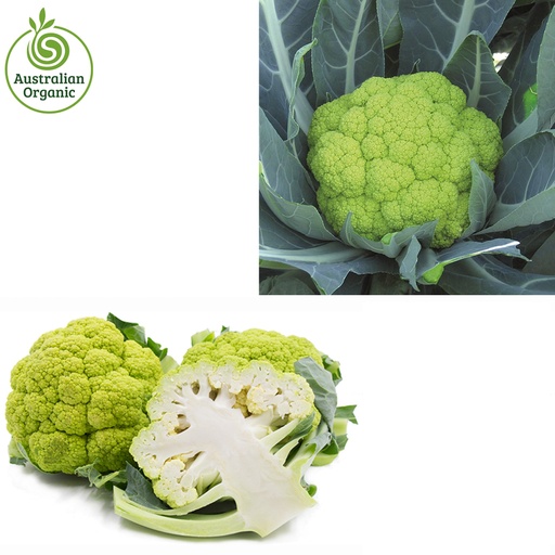 Certified Organic Cauliflower - Green (colour may vary upon availability)