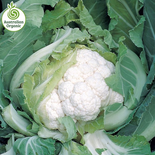 Certified Organic Cauliflower - White