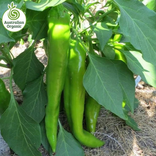 Certified Organic Chillies - Cayenne Long Green