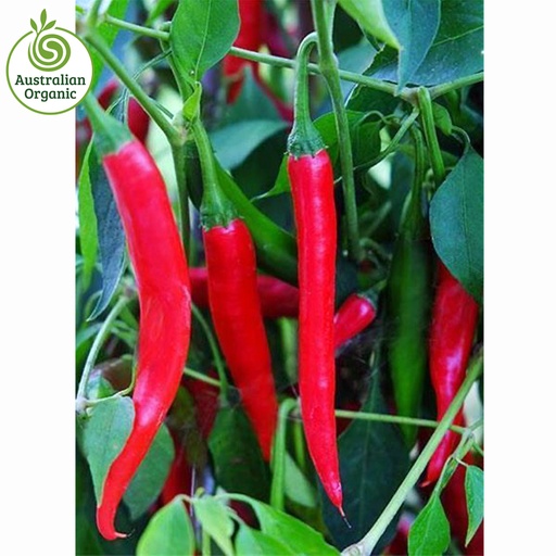 Certified Organic Chillies - Cayenne Long Red
