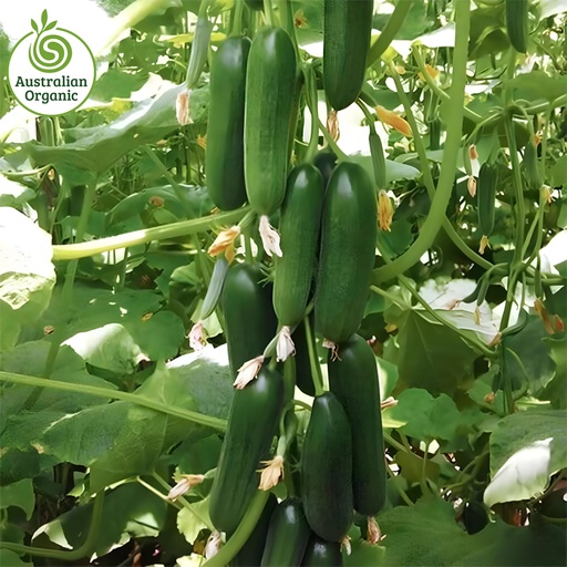 认证有机黄瓜-黎巴嫩宝贝