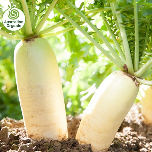 Certified Organic Radish - Daikon (Japanese) Kg