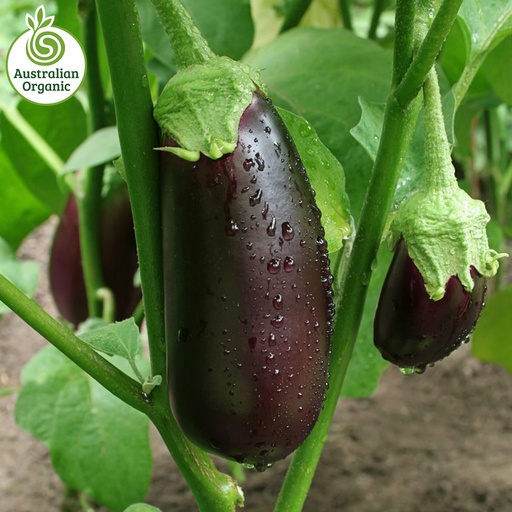 Certified Organic Eggplant