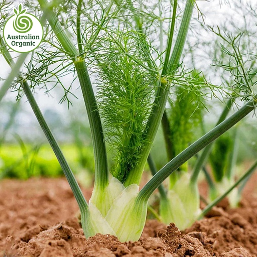 Certified Organic Fennel Bulbs