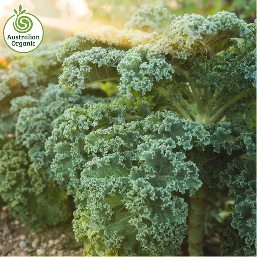 Certified Organic Kale - Green