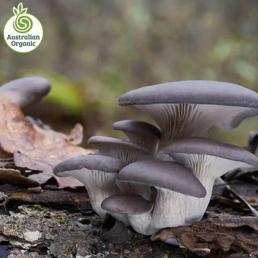 Certified Organic Mushrooms - Oyster (Punnet 150g)