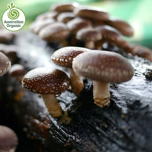 Certified Organic Mushrooms - Shitake (Punnet 100g)