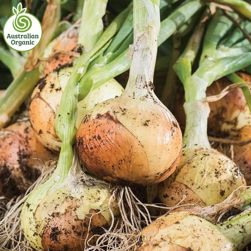 Certified Organic Onions - Brown