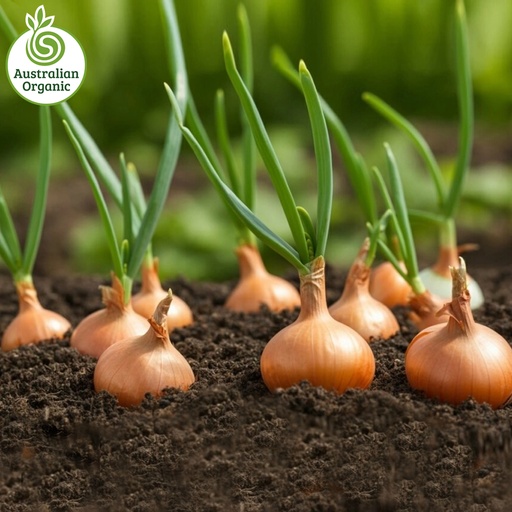 Certified Organic Onions - Pickling Brown
