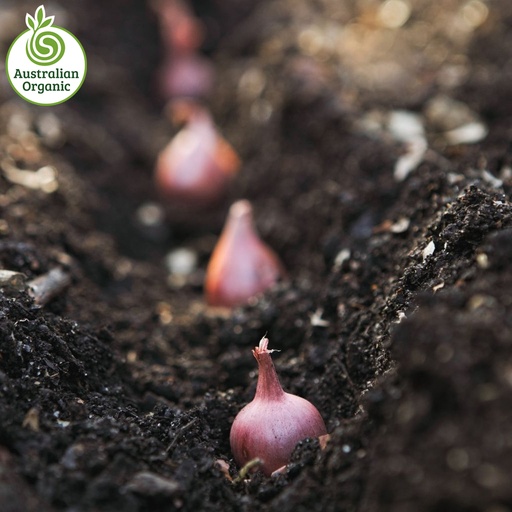 Certified Organic Onions - Shallots Golden/Red