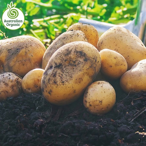 Certified Organic Potatoes - Sebago