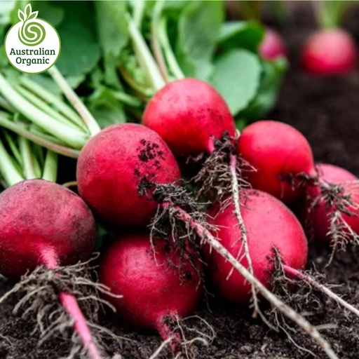 Certified Organic Radish - Red Bunch