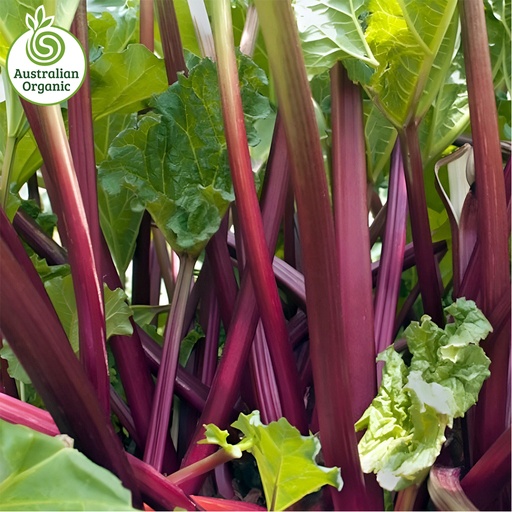 Certified Organic Rhubarb Bunch