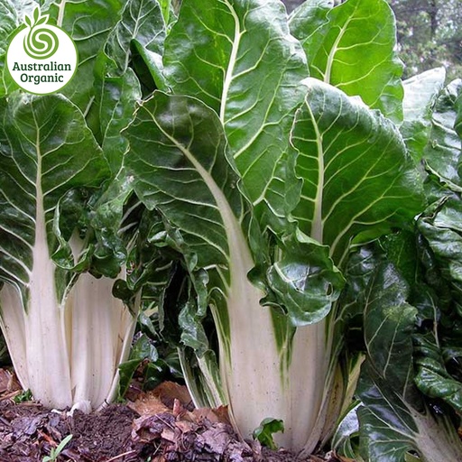 Certified Organic Silverbeet