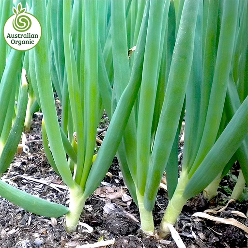 Certified Organic Onions - Spring
