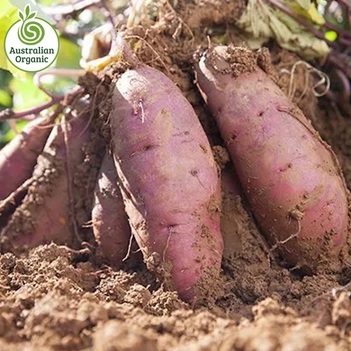 Certified Organic Potatoes - Sweet Purple (White Flesh) (Medium/Large)