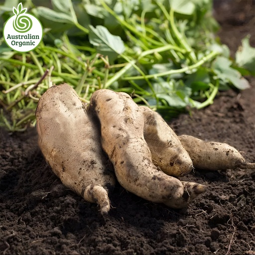 Certified Organic Potatoes - Sweet White (Purple Flesh)