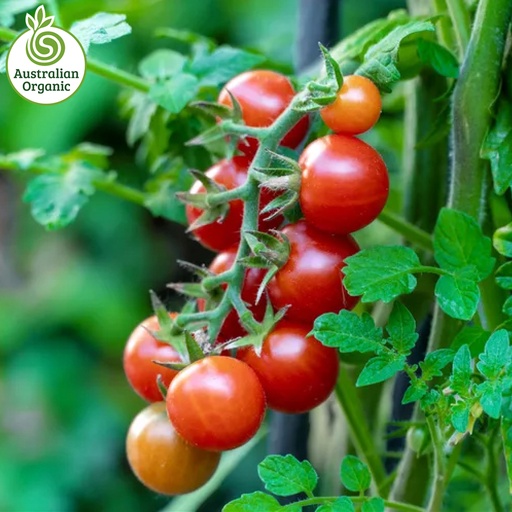 Certified Organic Tomato - Cherry Loose