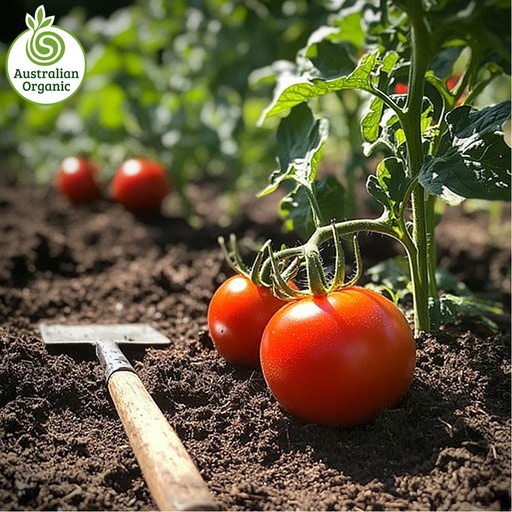 Certified Organic Tomato - (Cooking/Sauce)