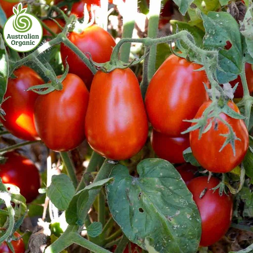 Certified Organic Tomato - Roma