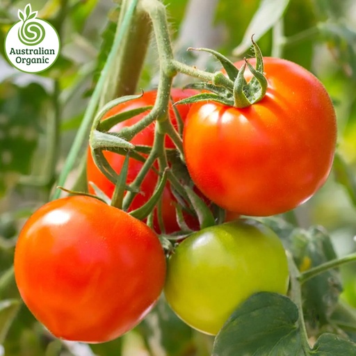 Certified Organic Tomato - Truss