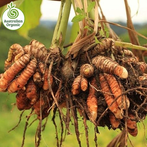 Certified Organic Ginger - Turmeric Orange
