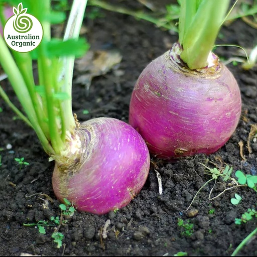 Certified Organic Turnips