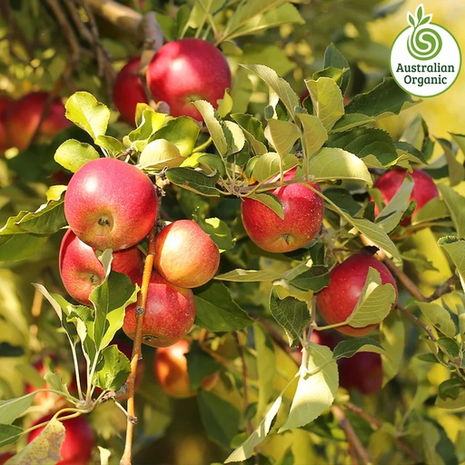 Certified Organic Apples - Jonathon