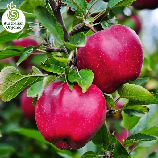 Certified Organic Apples - Pink Lady (New Season)