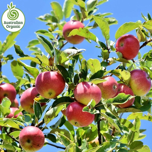 Certified Organic Apples - Juicing