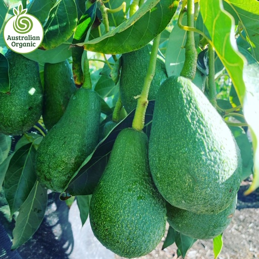 Certified Organic Avocados 'Fuerte' - Medium size (Each)