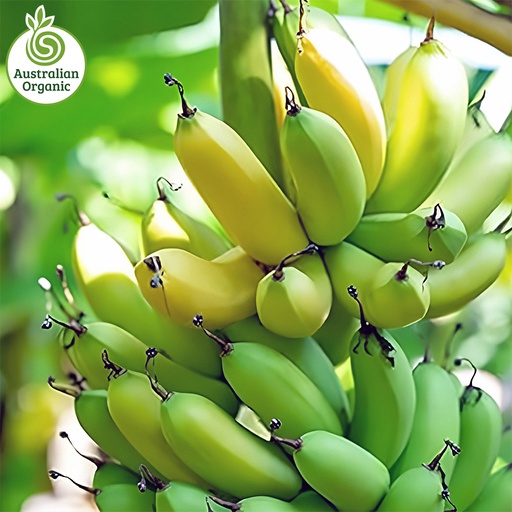 Certified Organic Bananas - Cavendish