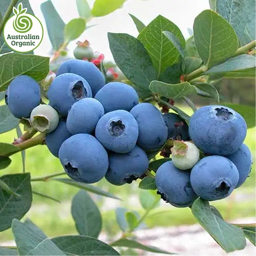 Certified Organic Berries - Blueberry