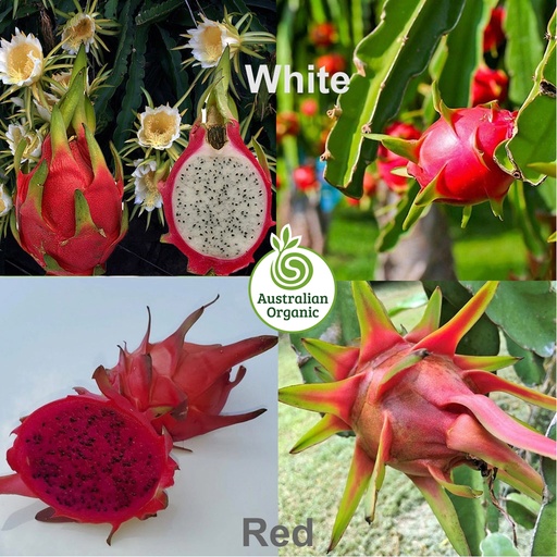 Certified Organic Dragon Fruit (White Flesh)