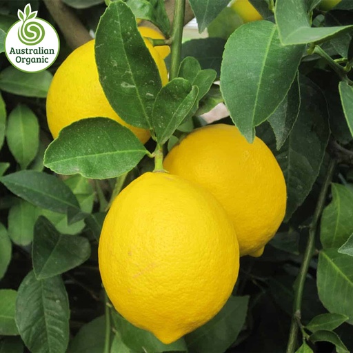 Certified Organic Lemons - Eureka