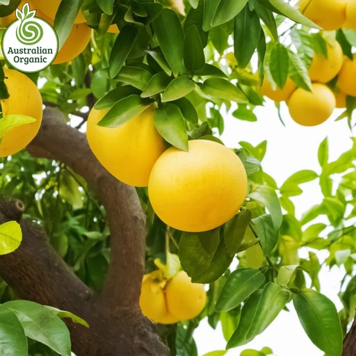 Certified Organic Grapefruit - Yellow