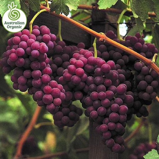 Certified Organic Grapes - Flame Seedless