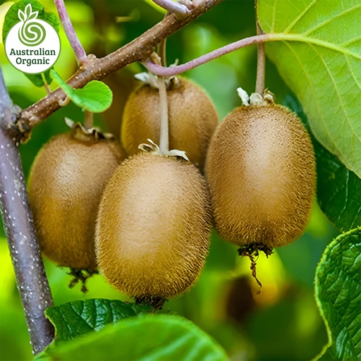 Certified Organic Kiwi Fruit - Green